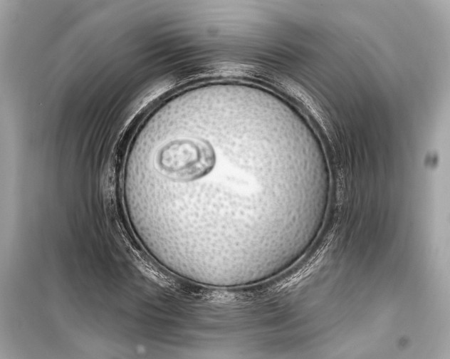 X0000099300827200805161346