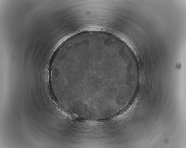 X0000099300829200805161346