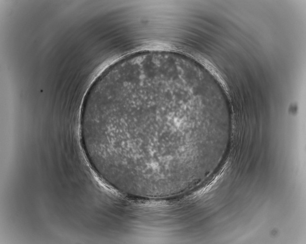 X0000099300845200805161347