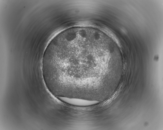 X0000099300855200805161347