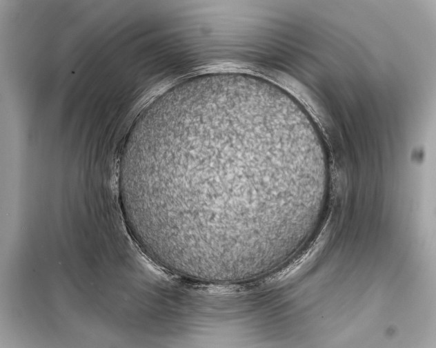 X0000099300857200805161347