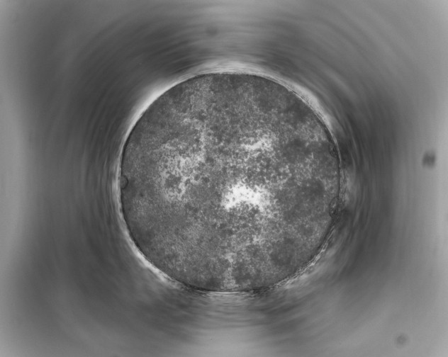 X0000099300863200805161347