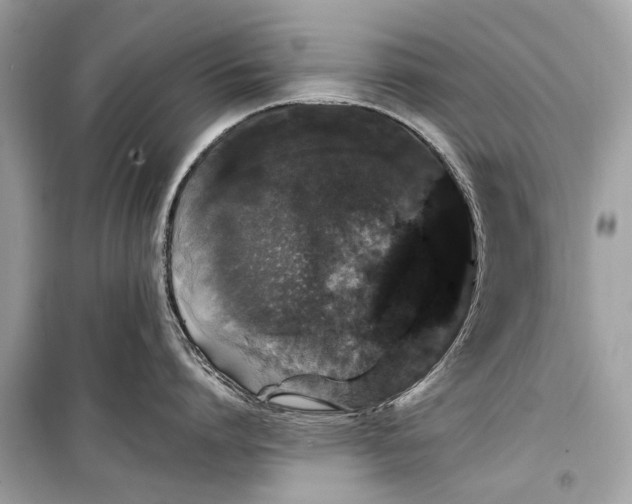 X0000099300864200805161347