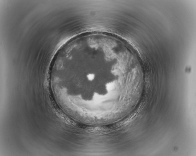 X0000099300879200805161346