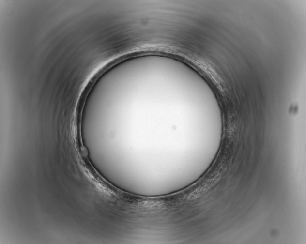 X0000099300888200805161346