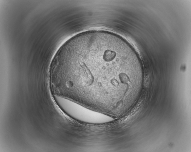 X0000099300903200805161346