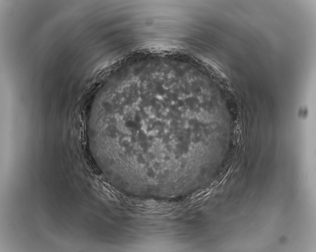 X0000099300917200805161345