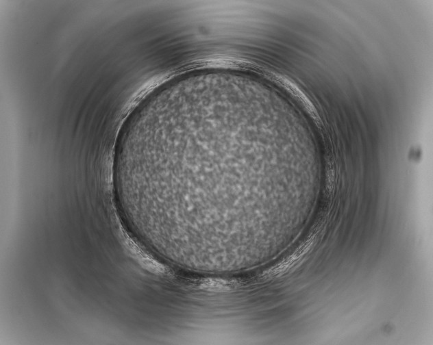 X0000099300938200805161345