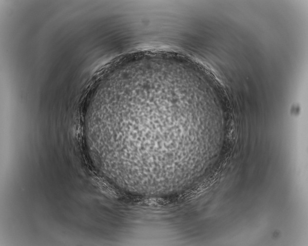 X0000099300966200805161344