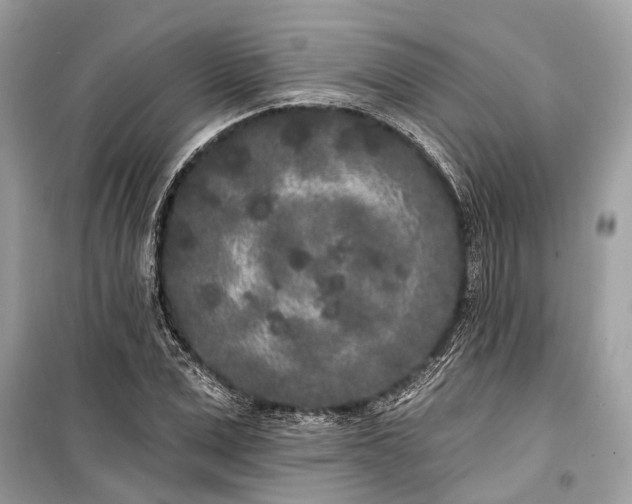 X0000099300975200805161344