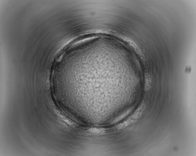 X0000099300977200805161344