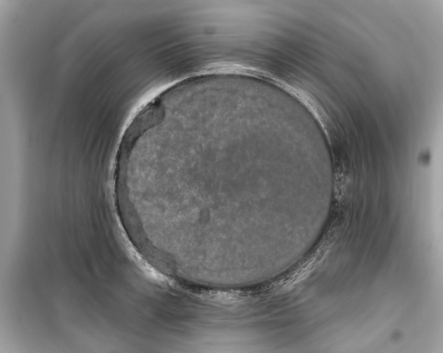 X0000099300995200805161344