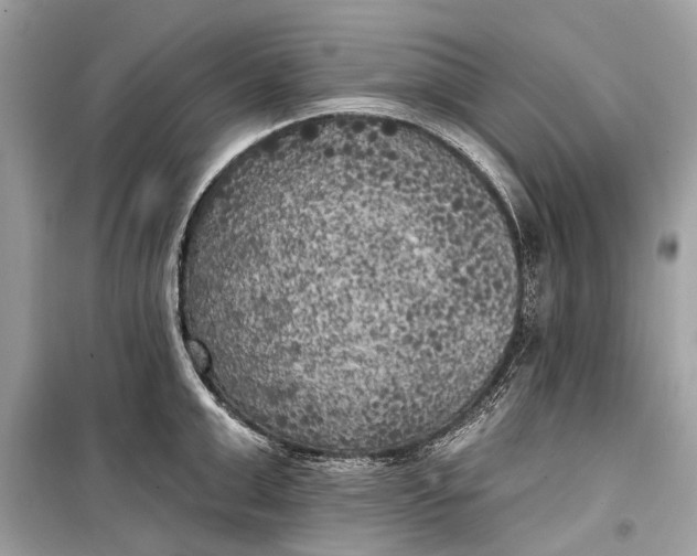 X0000099300999200805161344