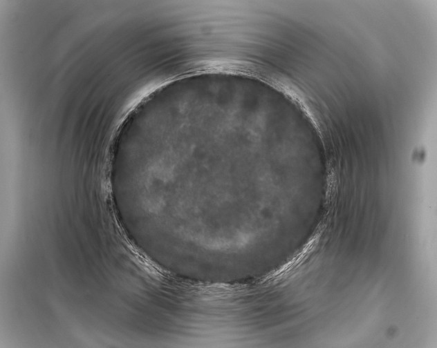 X0000099301019200805161343