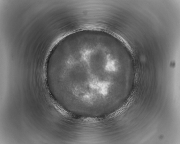 X0000099301027200805161343