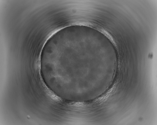 X0000099301028200805161343