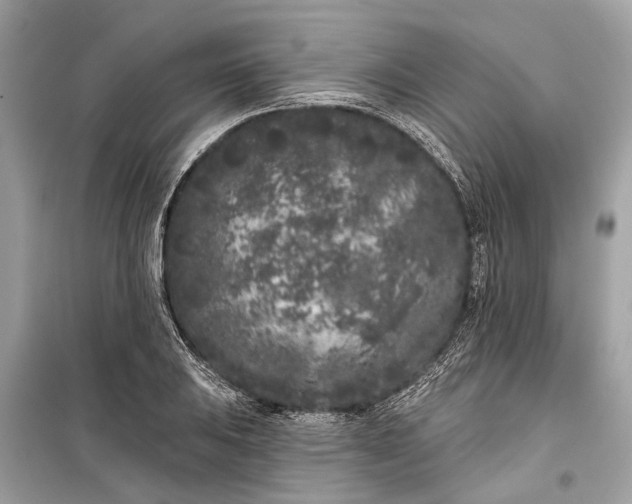 X0000099301031200805161343