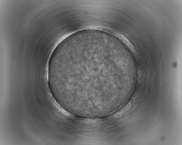 X0000099301036200805161344