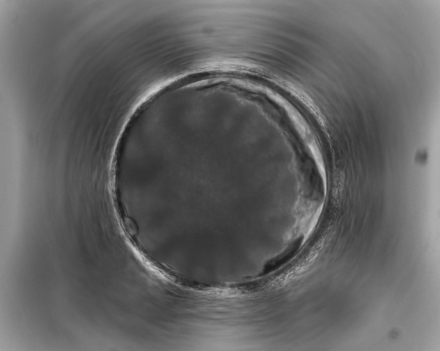 X0000099301037200805161344