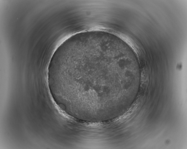 X0000099301047200805161344