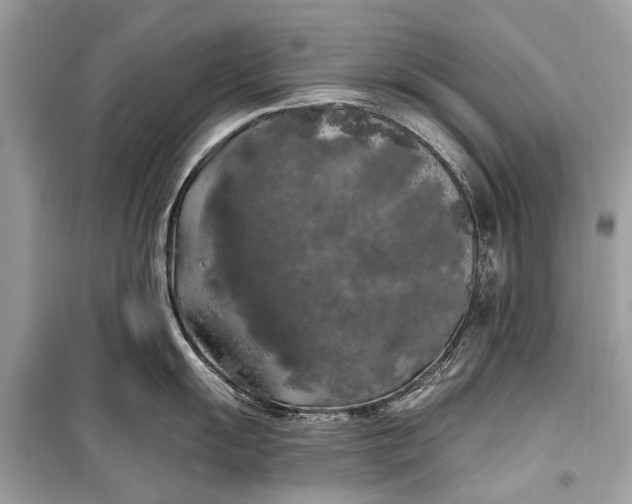 X0000099301055200805161344