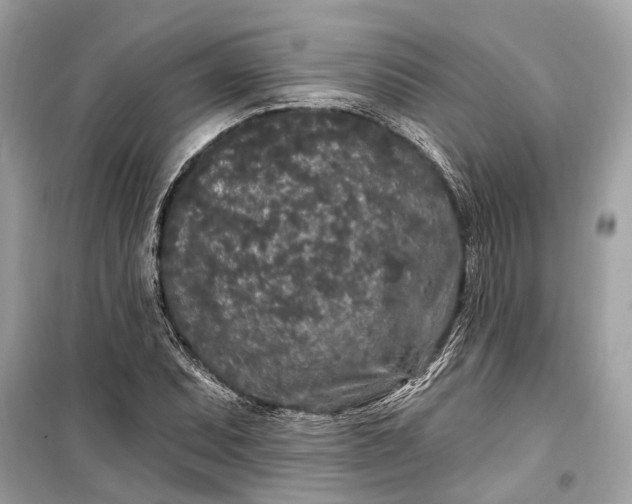 X0000099301071200805161343