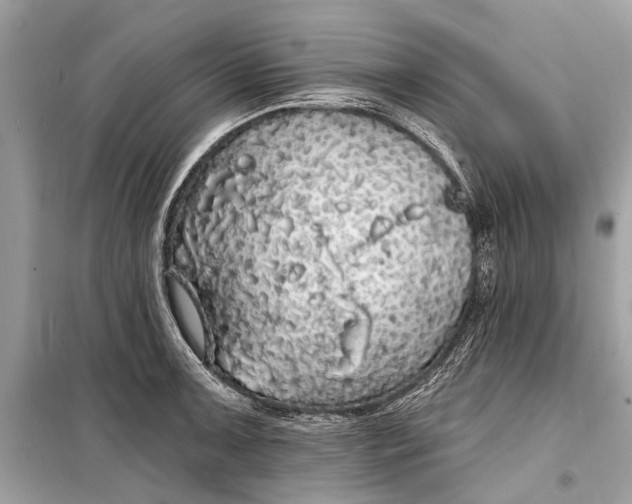 X0000099301091200805161343