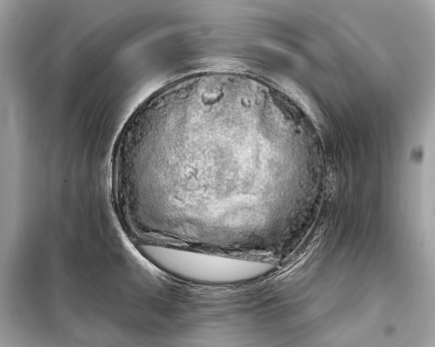 X0000099301095200805161343