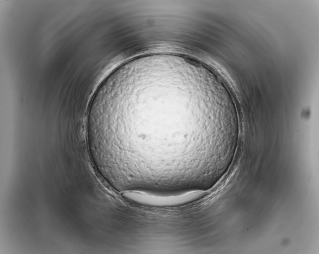 X0000099301097200805161343