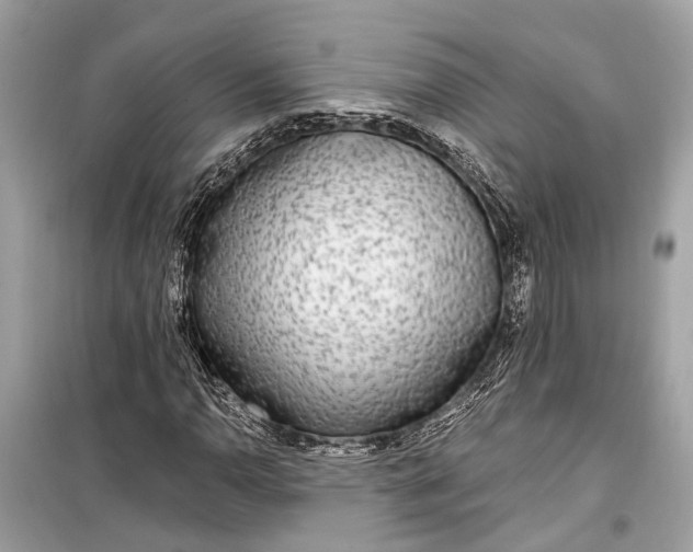 X0000099301110200805161342