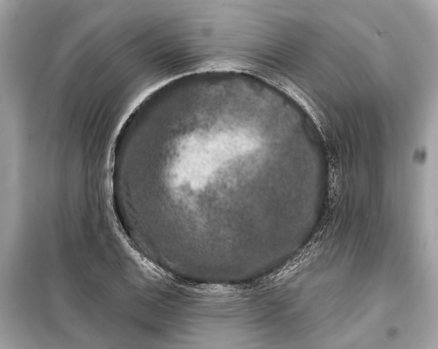 X0000099301124200805161342