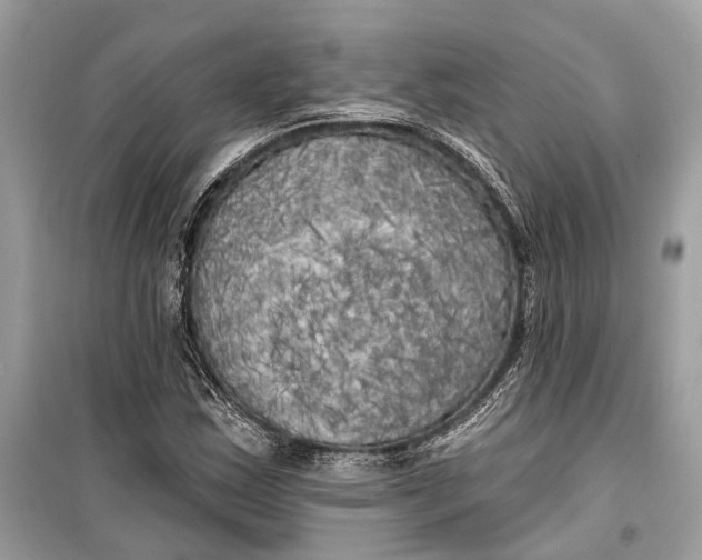 X0000099301163200805161342