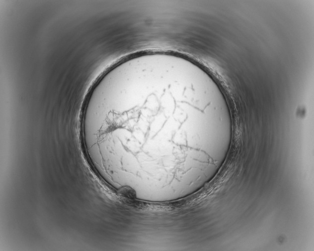 X0000099301183200805161341