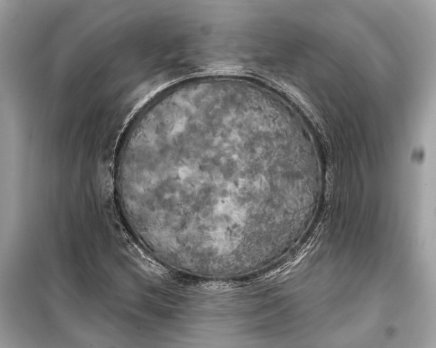 X0000099301212200805161340