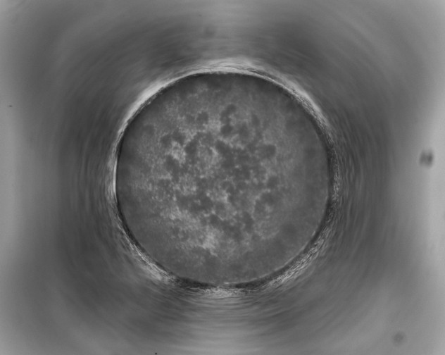 X0000099301224200805161341