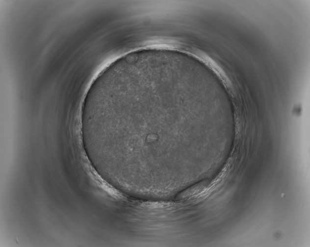 X0000099301240200805161341