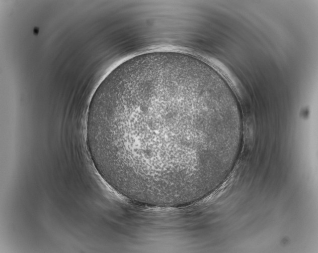 X0000099301244200805161341