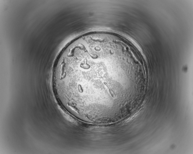 X0000099301245200805161341