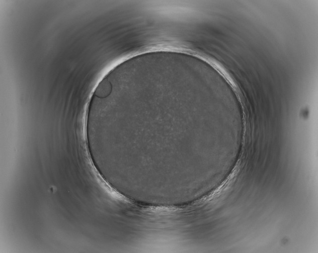 X0000099301246200805161341