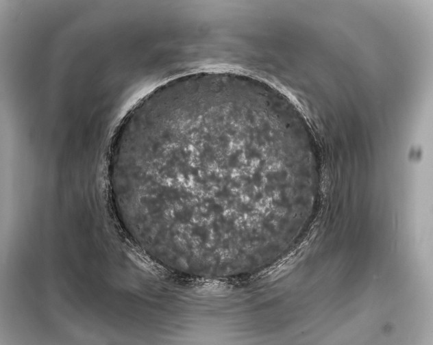 X0000099301263200805161340