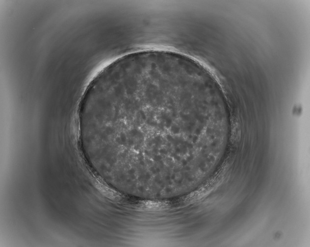 X0000099301271200805161340