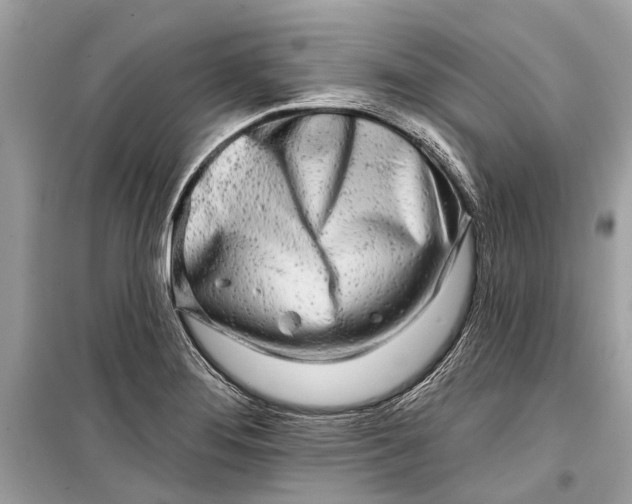 X0000099301276200805161340