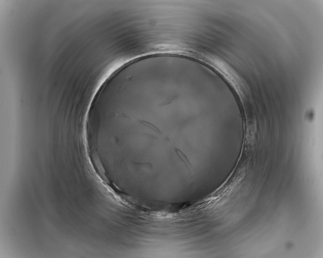 X0000099301291200805161340