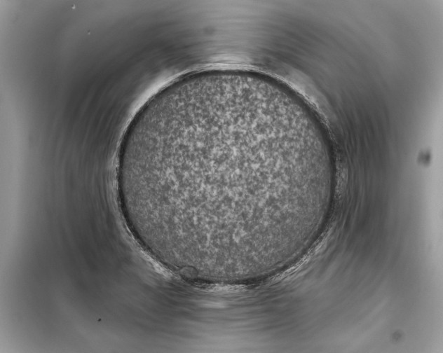 X0000099301325200805161339