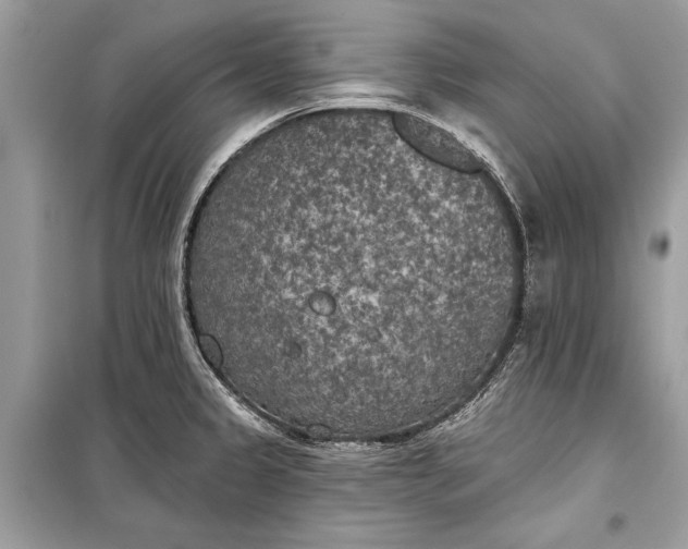 X0000099301333200805161339