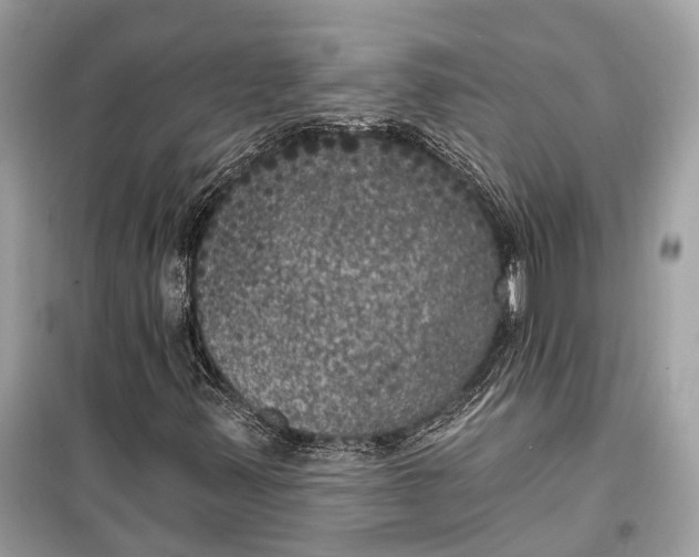 X0000099301347200805161339