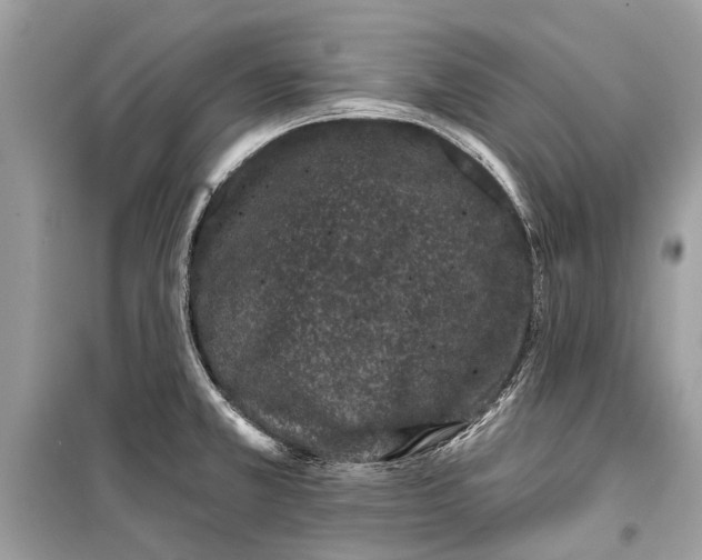 X0000099301381200805161338