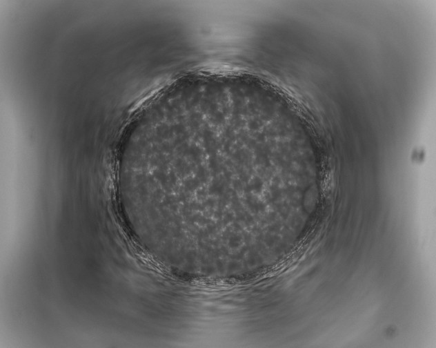 X0000099301397200805161338