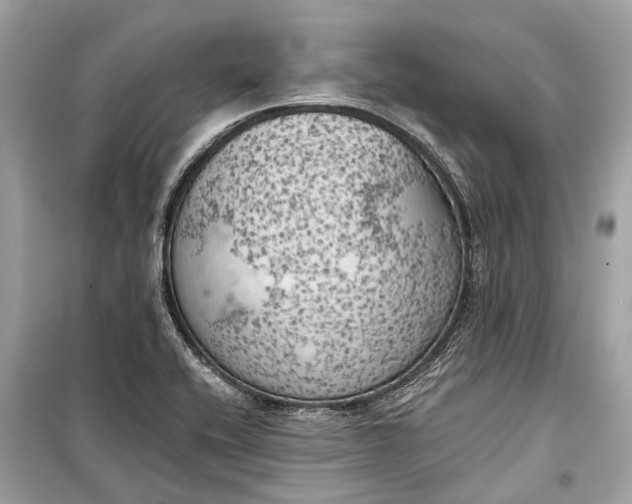 X0000099301416200805161338