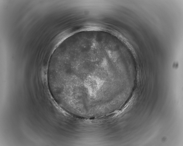 X0000099301417200805161338